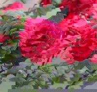 Lismore Community Gardens - Accommodation Melbourne