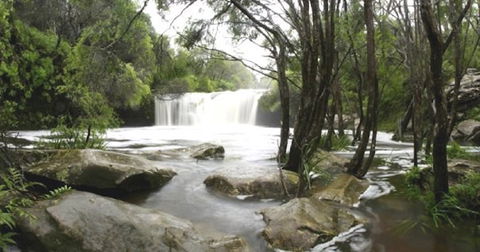 Nellies Glen Carrington Falls - Accommodation Melbourne 0
