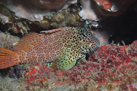 Nine Mile Reef Dive Site - Accommodation Melbourne 0