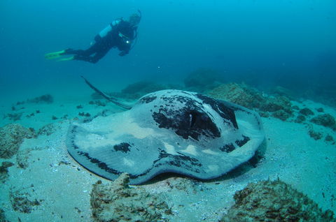 Nine Mile Reef Dive Site - Accommodation Melbourne 1