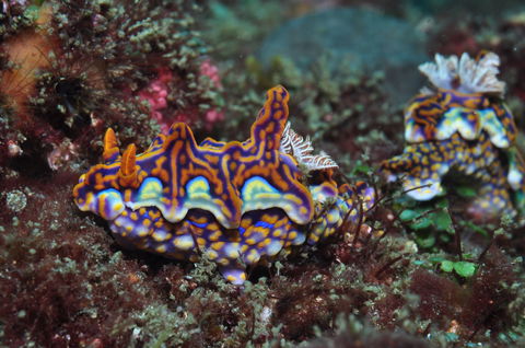 Nine Mile Reef Dive Site - Accommodation Melbourne 2