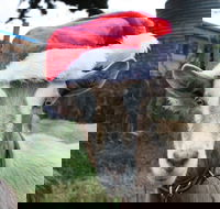 Bream Creek Farmers Market - Accommodation Melbourne