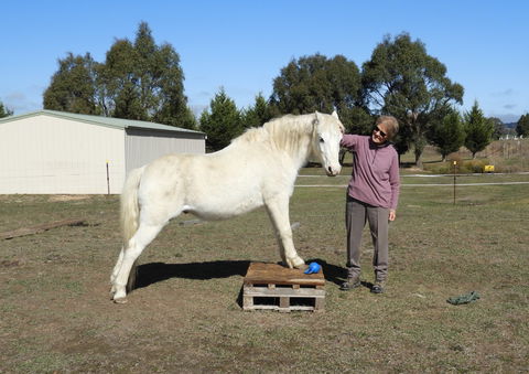 Horses Teaching Humans - Accommodation Melbourne 1