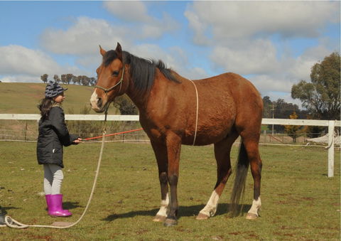 Horses Teaching Humans - Accommodation Melbourne 2