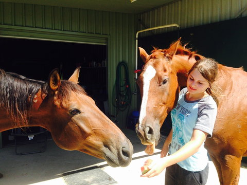 Iris Lodge Alpacas - Accommodation Melbourne 0