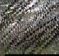 Lookout Hill  Circuit Walk - Accommodation Melbourne