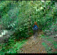 Mount Cougal Springbrook National Park - Accommodation Melbourne