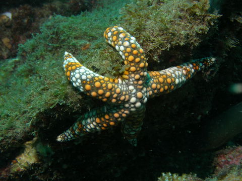 Mudjimba (Old Woman) Island Dive Site - Accommodation Melbourne 0