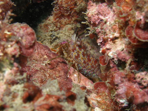 Mudjimba (Old Woman) Island Dive Site - Accommodation Melbourne 2