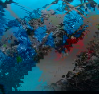 Severance Shipwreck Dive Site - Accommodation Melbourne