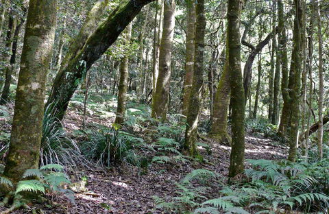 Summit Walking Track, Mount Hyland Nature Reserve - Accommodation Melbourne 0