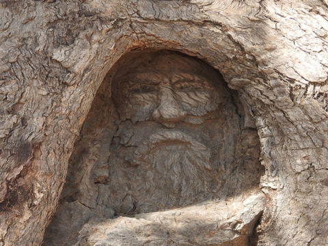 The Face Tree Near Burke And Wills Dig Tree - Accommodation Melbourne 0