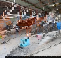 The Equine Club - Accommodation Melbourne