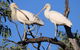 Tumut Wetlands - thumb 2