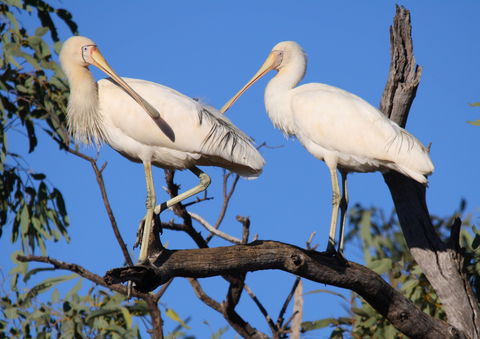 Tumut Wetlands - Accommodation Melbourne 2
