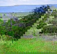 Wild Dog Barrier Fence - Accommodation Melbourne