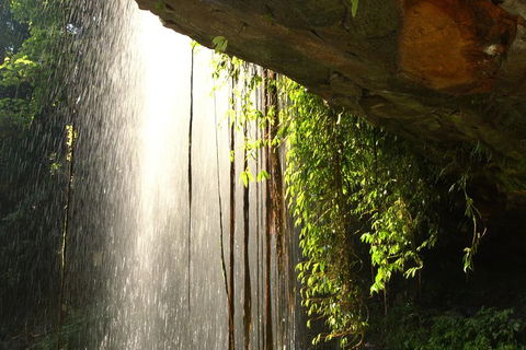 Rainforest & Waterfall Experience - Accommodation Melbourne 9