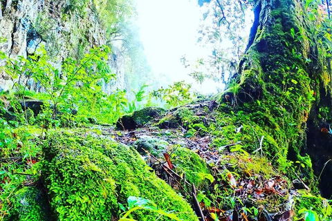 Rainforest & Waterfall Experience - Accommodation Melbourne 8
