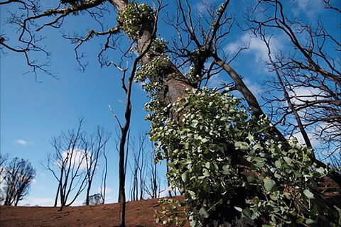 Brisbane Ranges National Park - Accommodation Melbourne 1