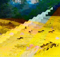 Blue Mountains Into The Wild Overnight Camping 4WD Off Road Wilderness Adventure - Accommodation Melbourne