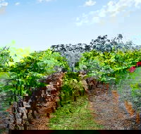 Tintilla Estate Wine Tasting with a Meat and Cheese Platter - Accommodation Melbourne