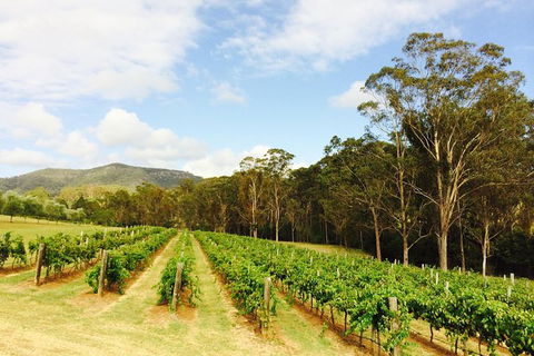 Tulloch Wines- Mystery Wine Tasting Experience With Local Cheese And Charcuterie - Accommodation Melbourne 2