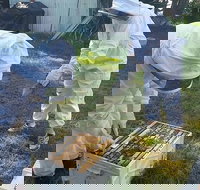 Hands On Beginner Beekeeping Class - Accommodation Melbourne