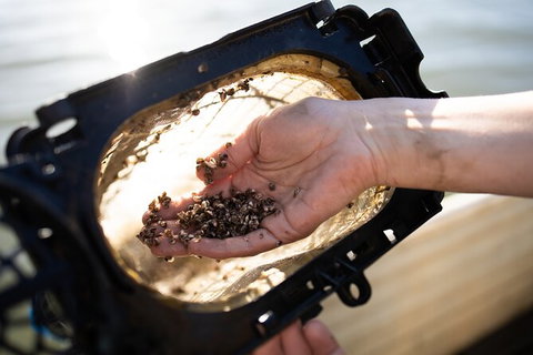 Oyster Farm Tour- Hawkesbury River (1hr North Of Sydney). - Accommodation Melbourne 5