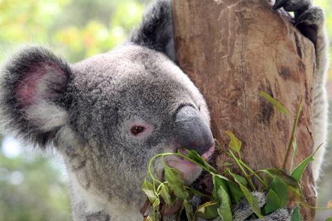 Private 10-hour Tour To Blue Mountains From Sydney - Hotel Pick Up & Drop Off - Accommodation Melbourne 2
