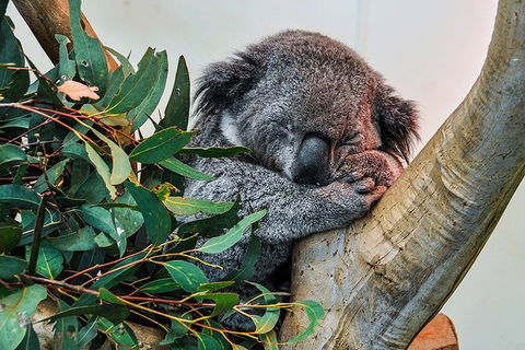 Blue Mountains Highlights, Wildlife Park And Scenic World Full Day Private Tour - Accommodation Melbourne 1