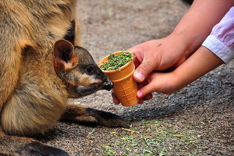 Blue Mountains Highlights, Wildlife Park And Scenic World Full Day Private Tour - Accommodation Melbourne 3
