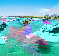 Half Day Dolphin Kayaking and Snorkeling Tour - Accommodation Melbourne