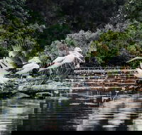 Everglades Eco Safari to Australia's Everglades - Accommodation Melbourne