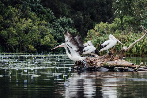 Everglades Eco Safari To Australia\'s Everglades - Accommodation Melbourne 0