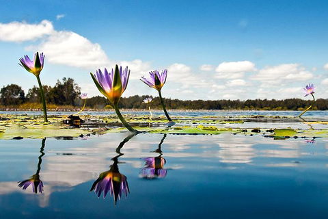 Everglades Eco Safari To Australia\'s Everglades - Accommodation Melbourne 11