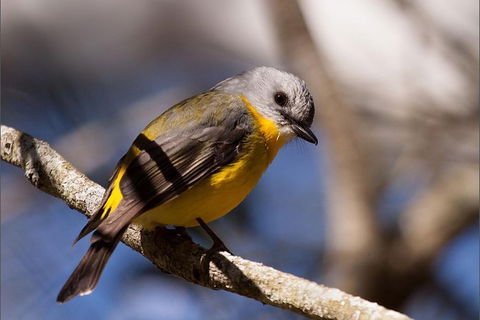 Everglades Eco Safari To Australia\'s Everglades - Accommodation Melbourne 6