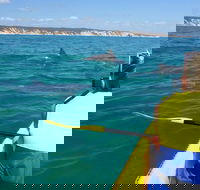 Kayak with Dolphins and 4WD Great Beach Drive Day Trip from Noosa - Accommodation Melbourne