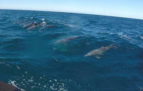 Noosa Wild Dolphin Safari - Accommodation Melbourne 4