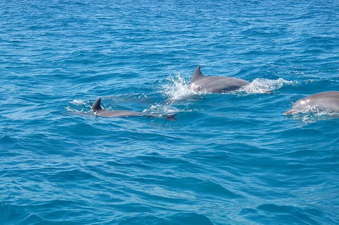 Noosa Wild Dolphin Safari - Accommodation Melbourne 5
