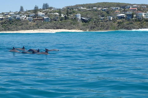 Noosa Wild Dolphin Safari - Accommodation Melbourne 1