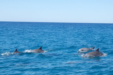 Noosa Wild Dolphin Safari - Accommodation Melbourne 3