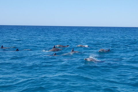 Noosa Wild Dolphin Safari - Accommodation Melbourne 6