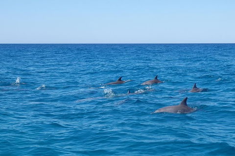 Noosa Wild Dolphin Safari - Accommodation Melbourne 7