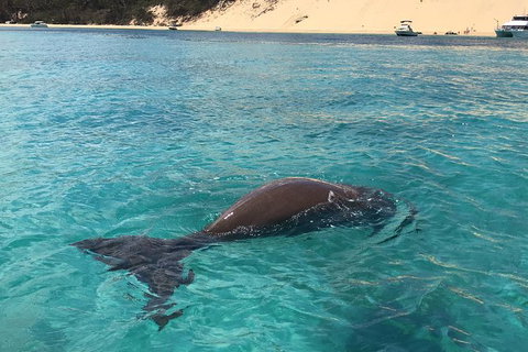 Eco Marine Safari - Boom Netting & Snorkeling Moreton Island - Roma St Transfers - Accommodation Melbourne 7