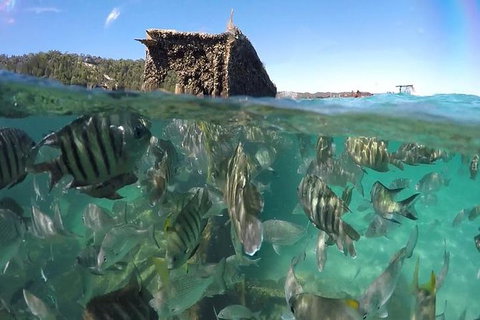 Eco Marine Safari - Boom Netting & Snorkeling Moreton Island - Roma St Transfers - Accommodation Melbourne 10