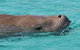 Eco Marine Safari - Boom Netting & Snorkeling Moreton Island - Roma St Transfers - thumb 6