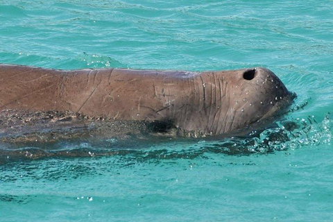 Eco Marine Safari - Boom Netting & Snorkeling Moreton Island - Roma St Transfers - Accommodation Melbourne 6