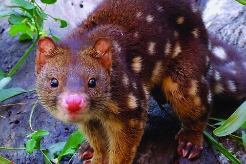 Hartley\'s Crocodile Adventures Entry Ticket And Breakfast With The Koalas - Accommodation Melbourne 6