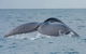 2-Hour Guided Whale Watching Tour At Noosa - thumb 2