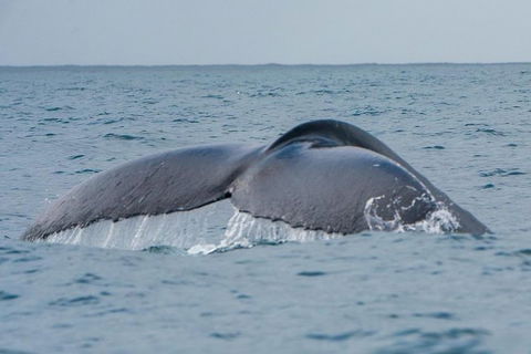 2-Hour Guided Whale Watching Tour At Noosa - Accommodation Melbourne 2
